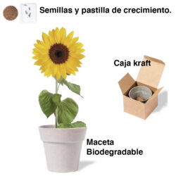 Maceta con semillas de girasol